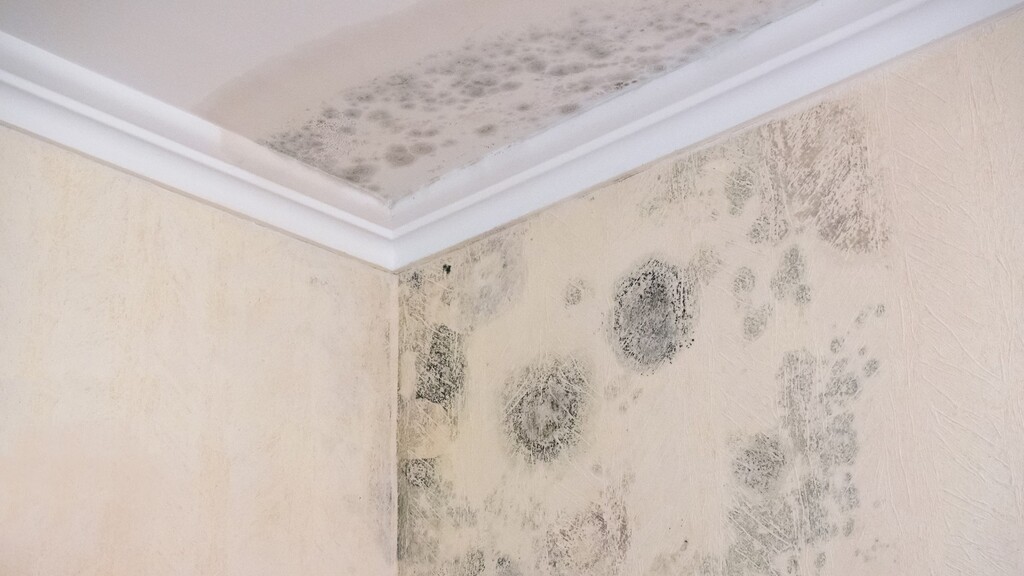 An example of penetrating damp inside a home. Black mould is visible in the corner of the room, close to the ceiling.